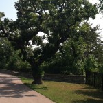 Cleveland Tree Su4