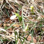 Snowdrop 2