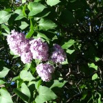Lilacs 2