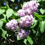 Lilacs 2