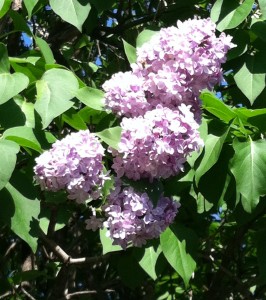 Lilacs 2