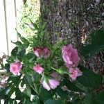 Wild Roses 3
