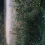 Morning Mist 1
